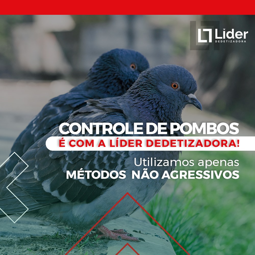 CONTROLE DE POMBOS é com a Líder Dedetizadora!