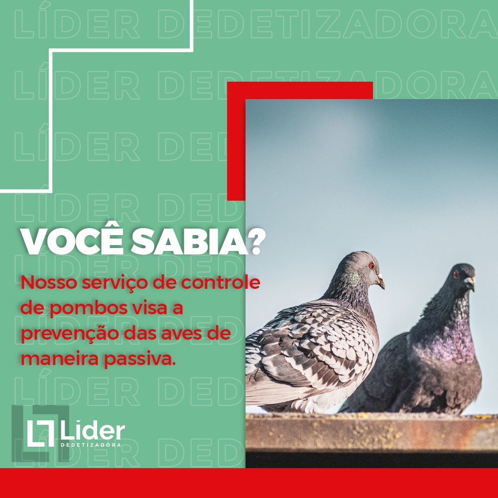 Você sabia? Nosso serviço de controle de pombos visa a prevenção das aves de maneira passiva. Leia a notícia Líder Dedetizadora!