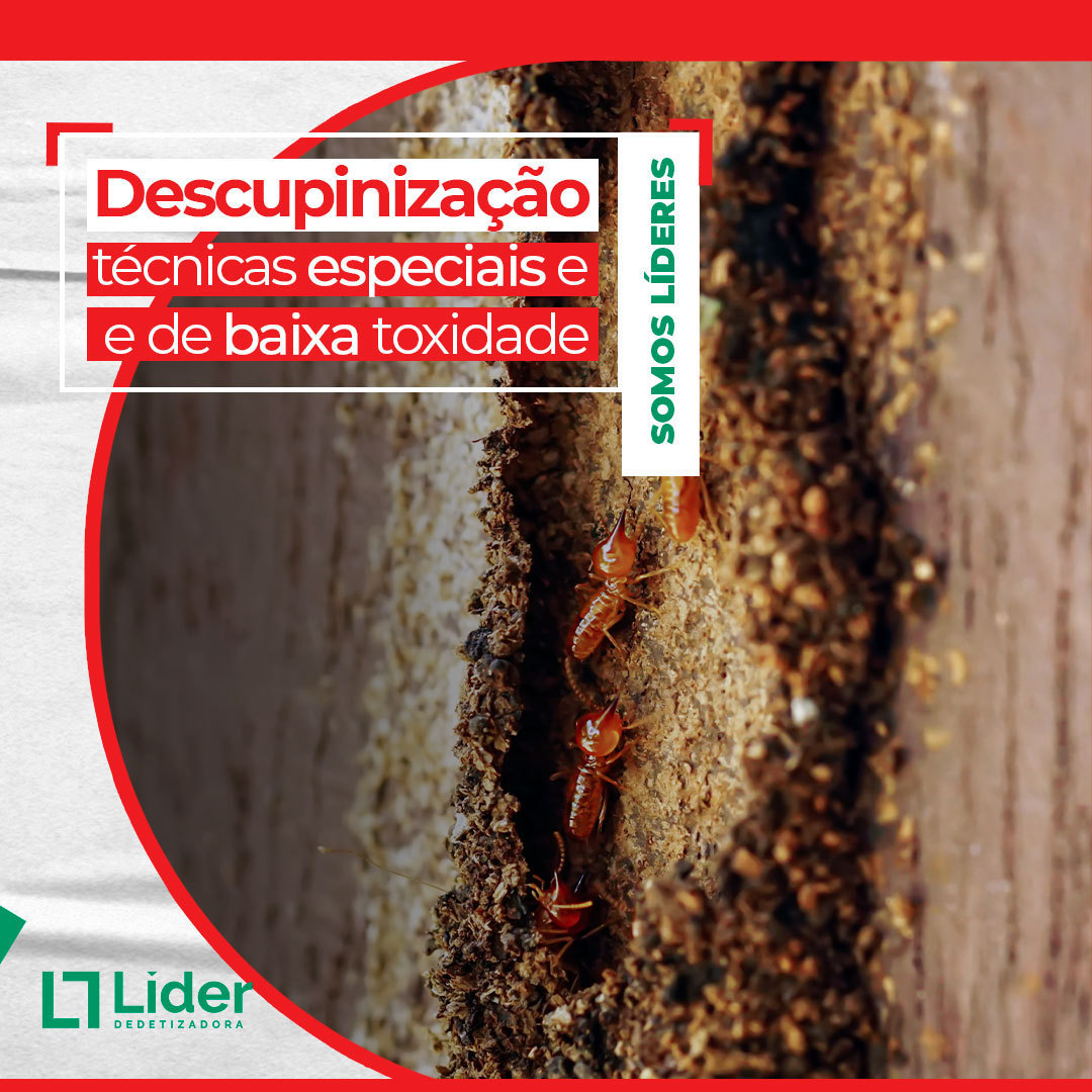 Descupinização: técnicas especiais e de baixa toxidade. Leia a notícia Líder Dedetizadora!