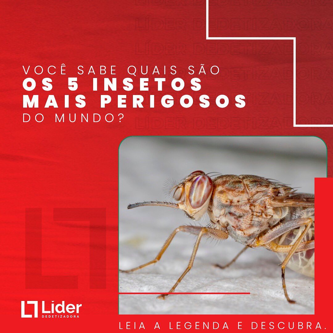 Você sabe quais são os 5 insetos mais perigosos do mundo? Leia a notícia Líder Dedetizadora!