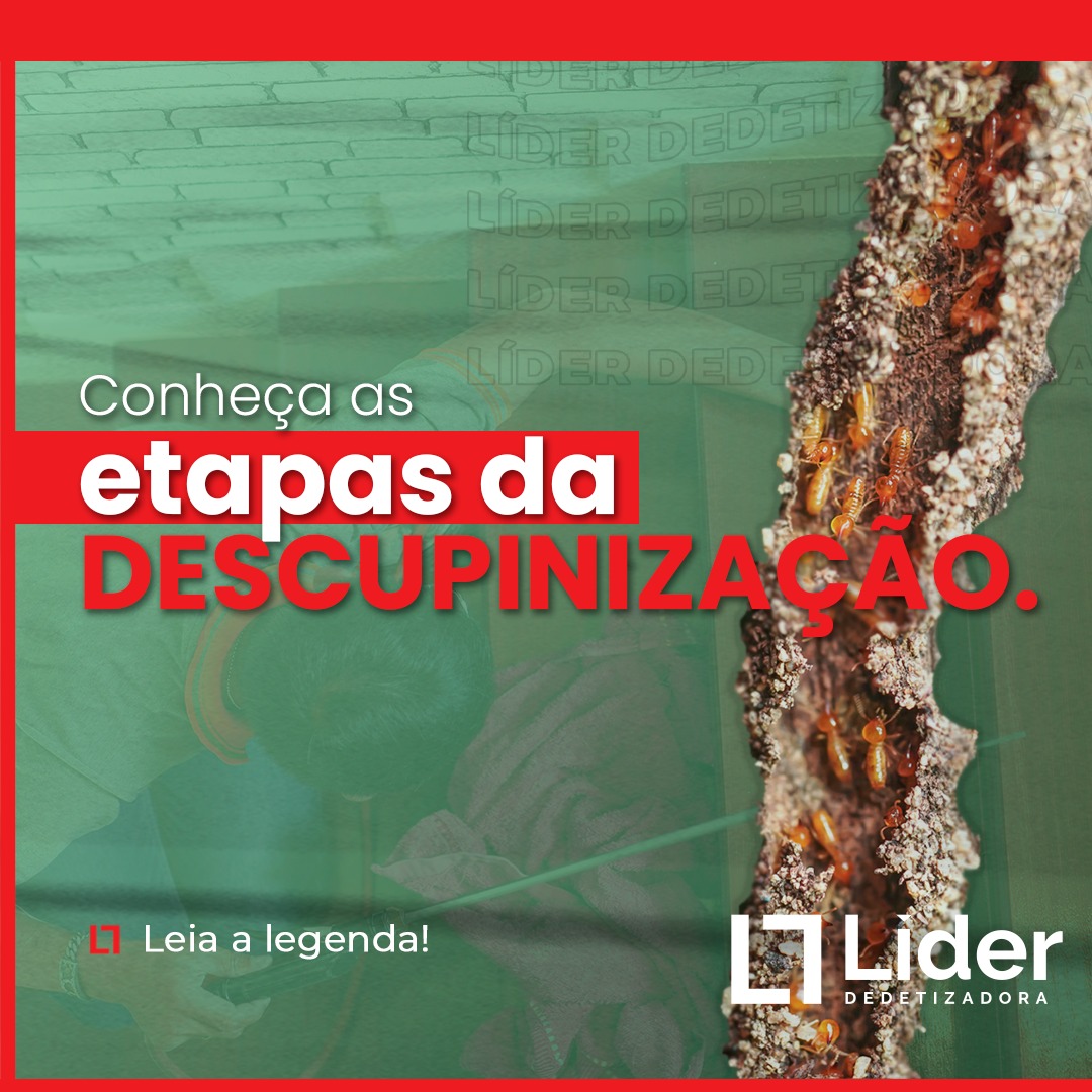 Conheça as etapas da descupinização! Leia a notícia Líder Dedetizadora!