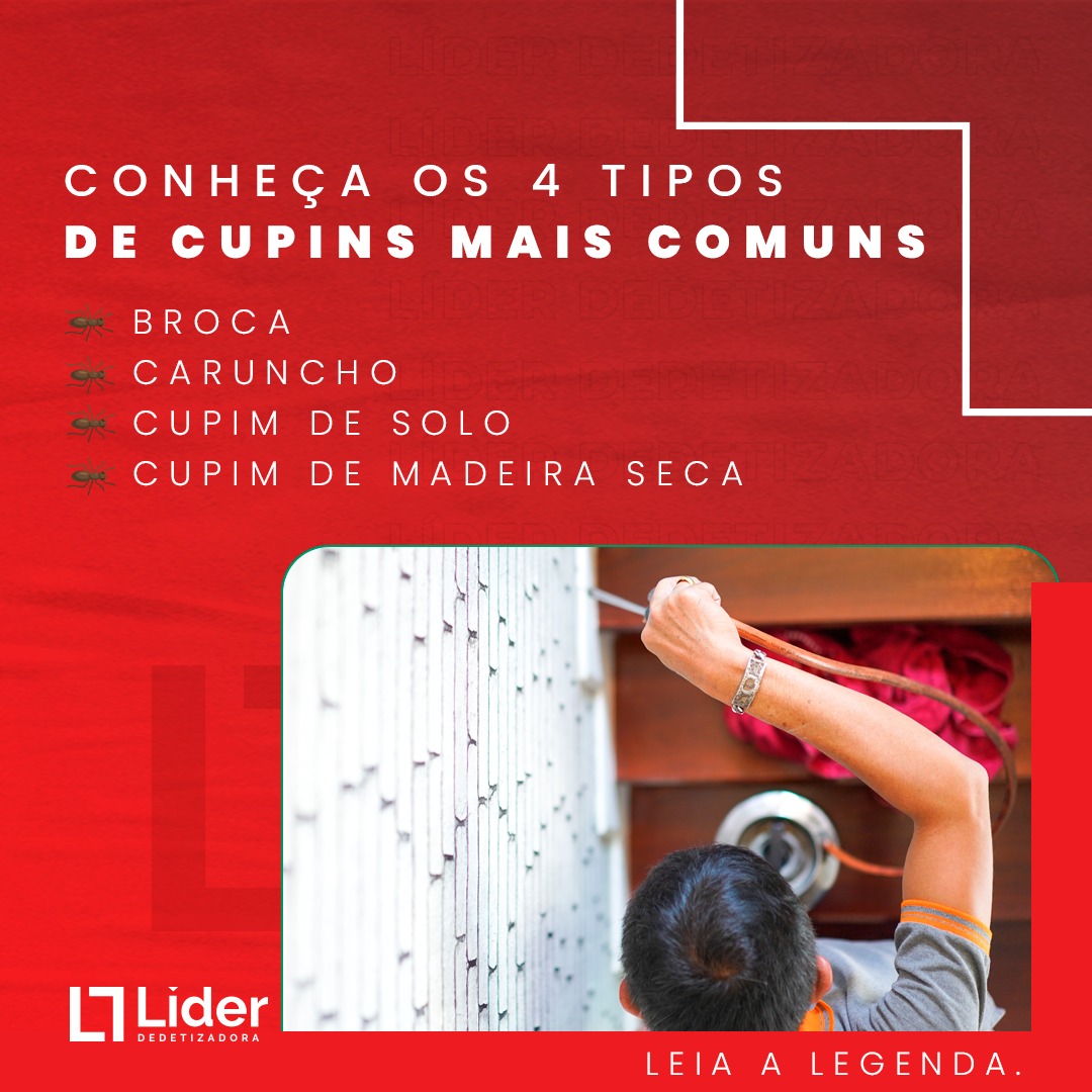 Conheça os 4 tipos de cupins mais comuns: broca, caruncho, cupim de solo, cupim de madeira seca. Leia a notícia Líder Dedetizadora!