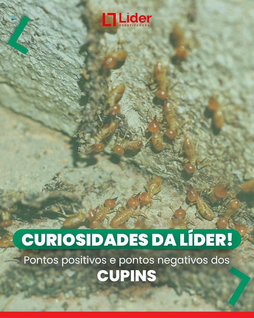 CURIOSIDADE DA LÍDER! Pontos positivos e pontos negativos dos CUPINS. Leia a notícia Líder Dedetizadora!